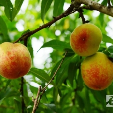 粉嫩缀枝头，内江椑木镇水蜜桃清甜上线