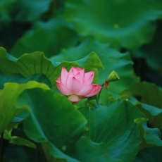 荷风入东兴，一夏清欢至