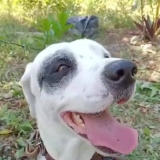 姥姥的爱犬不幸走失，小女孩用一幅画发动全城帮忙找狗... ...